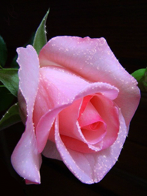 роза гифки: 13 тыс изображений найдено в Яндекс.Картинках