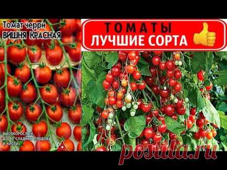 ТОМАТЫ 🍅 САМЫЙ УРОЖАЙНЫЙ, ЭКЗОТИЧЕСКИЙ  и СЛАДКИЙ СОРТ👍