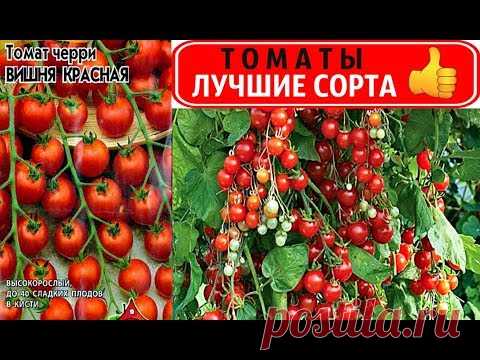 ТОМАТЫ 🍅 САМЫЙ УРОЖАЙНЫЙ, ЭКЗОТИЧЕСКИЙ  и СЛАДКИЙ СОРТ👍
