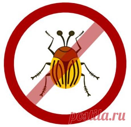 Полосатый враг: как победить колорадского жука / Домоседы