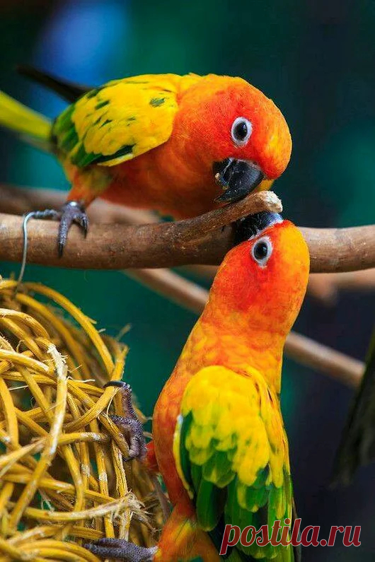 Animals - Google+