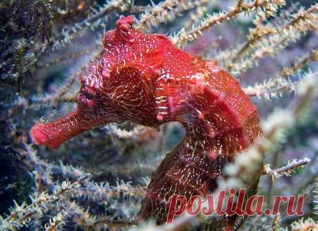 Морской конек, крупный план
Corinne Tanna приколол(а) это к доске Sea Horse Menagerie