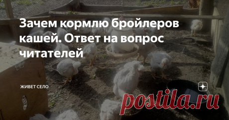 Зачем кормлю бройлеров кашей. Ответ на вопрос читателей В конце апреля написала статью, в которой рассказала, как кормлю своих бройлеров.  В комментариях у меня спрашивали, зачем такие сложности. В этой статье постараюсь ответить на этот вопрос...