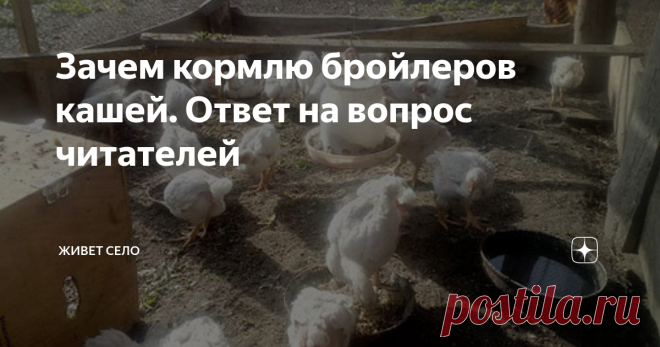 Зачем кормлю бройлеров кашей. Ответ на вопрос читателей В конце апреля написала статью, в которой рассказала, как кормлю своих бройлеров.  В комментариях у меня спрашивали, зачем такие сложности. В этой статье постараюсь ответить на этот вопрос...