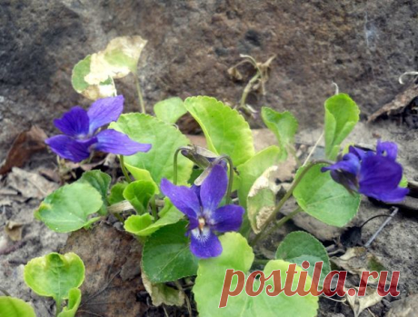 Листаем народный календарь: конец апреля - начало мая / календарь садовода-огородника / 7dach.ru