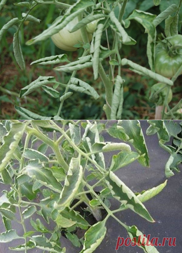 Помидоры крутятся в "лодочку" или "трубочку".