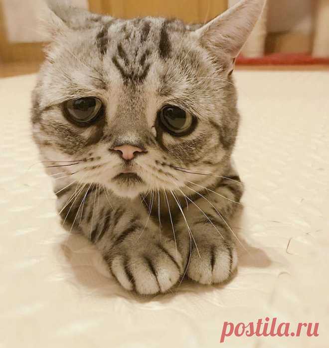 Луху — самая грустная кошка, чей несчастный вид разобьёт вам сердце