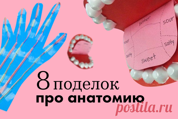 Анатомия человека в ватных палочках и шариках: 8 интересных поделок