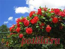 Как выращивать плетистые розы - Свое хозяйство * - Сборник - Познавательный Интернет-журнал "Умеха - мир самоделок"