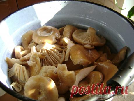 Соление грибочков