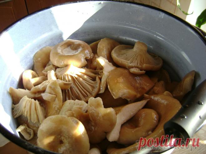 Соление грибочков