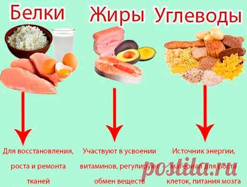 Роль белков, жиров и углеводов в организме человека