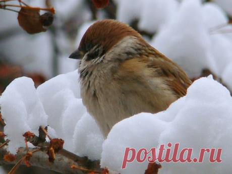 Приучите птиц в мороз
К своему окну,
Чтоб без песен не пришлось
Нам встречать весну!