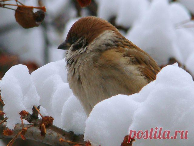 Приучите птиц в мороз
К своему окну,
Чтоб без песен не пришлось
Нам встречать весну!