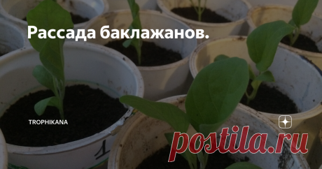 Рассада баклажанов. Баклажаны - один из самых любимых овощей в нашей семье. Сажаю их каждый год. Заметила одну особенность их роста. Каждый раз с наступлением осени они не хотят покидать мои грядки. Наоборот, уже и погода не располагает к их росту и ночи становятся холоднее, а баклажаны и цветут и плодики маленькие завязывают, а корневая система такая, что без усилий невозможно выдернуть их из земли. Очень жалко