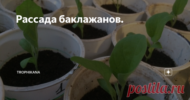 Рассада баклажанов. Баклажаны - один из самых любимых овощей в нашей семье. Сажаю их каждый год. Заметила одну особенность их роста. Каждый раз с наступлением осени они не хотят покидать мои грядки. Наоборот, уже и погода не располагает к их росту и ночи становятся холоднее, а баклажаны и цветут и плодики маленькие завязывают, а корневая система такая, что без усилий невозможно выдернуть их из земли. Очень жалко