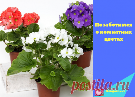 Позаботимся о комнатных цветах &amp;#8212; Кладовочка