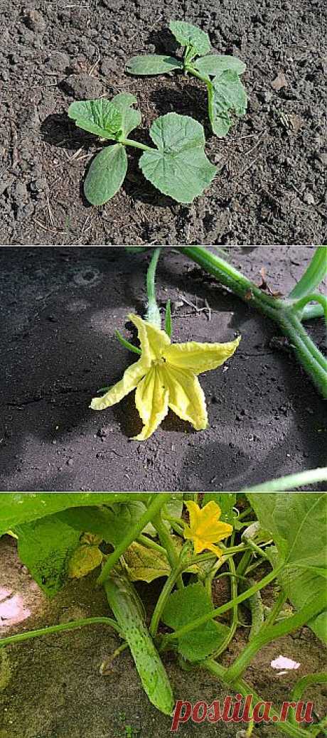 Вкусный Огород: Огурцы в открытом грунте в Сибири