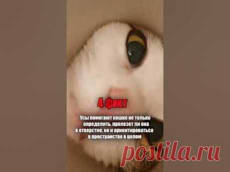 Факты ПРО - 5 ПОРАЗИТЕЛЬНЫХ фактов о КОТАХ которые Вы не знали ✅ Подписывайся на😺 КОТИКОВ 😻 в 🔽Telegram - https://t.me/Facti_PRO#кошки#коты #кот#факты #sh...
