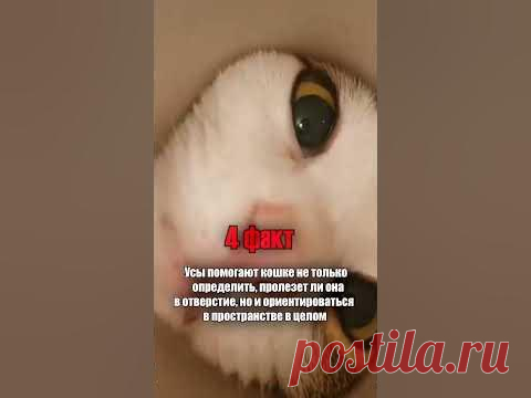 Факты ПРО - 5 ПОРАЗИТЕЛЬНЫХ фактов о КОТАХ которые Вы не знали ✅ Подписывайся на😺 КОТИКОВ 😻 в 🔽Telegram - https://t.me/Facti_PRO#кошки#коты #кот#факты #sh...