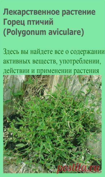 Лекарственное растение Горец птичий (Polygonum aviculare). Однолетнее растение с разветвленными стеблями длиной до 50 см. Стебли полегающие до восходящих. Листья очередные, короткочерешковые, эллиптически-ланцетные, 0,5-3 см, на главных побегах до 5 см, очень разной формы, цветки красноватые или зеленоватые, с лепестками длиной всего 2-3 мм, по 1 -3 или даже по 5 в пазухах листьев.