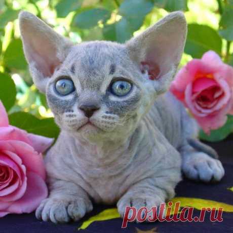 🐾 Познакомьтесь с Минскин — кошкой с милыми короткими лапками и очаровательной мордочкой! 🐱 Идеальный пушистый друг для любителей уникальных пород.

#Минскин #ТеддиРекс #кошки #породыкошек #питомцы #милыекошки 
commons.wikimedia.org