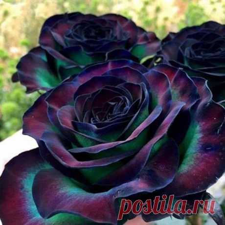 Редкая чёрная радужная роза.