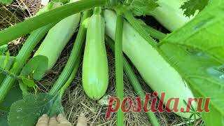 ТЕПЕРЬ КАБАЧКИ НЕ БУДУТ ГНИТЬ НА КУСТАХ! | Урожайный Огород | Дзен