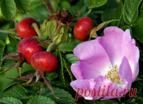 Старинный рецепт при болезнях сердца