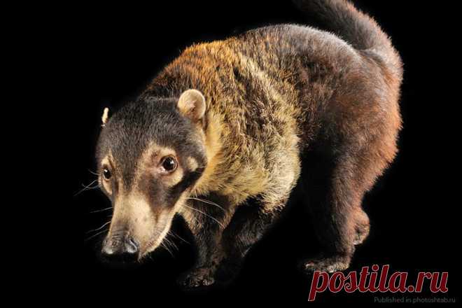Портреты уникальных животных, Джоэл Сартори.   Белоносая   носуха