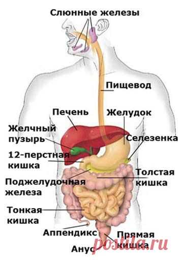 Желудочно-кишечный тракт (ЖКТ) является частью пищеварительной системы, которая обрабатывает питательные вещества (витамины, минералы, углеводы, жиры, белки и воду) в пищевых продуктах, которые мы употребляем. Причины желудочно-кишечного кровотечения подразделяются на верхнее и нижнее, в зависимости от их расположения в желудочно-кишечном тракте. Кровотечения из верхних отделов желудочно-кишечного тракта: происходят в первой части желуд>>>