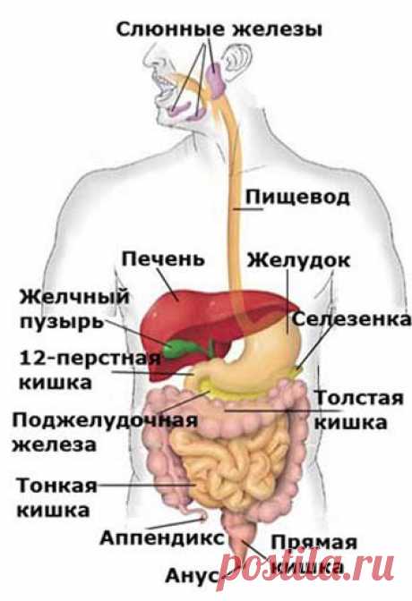 Желудочно-кишечный тракт (ЖКТ) является частью пищеварительной системы, которая обрабатывает питательные вещества (витамины, минералы, углеводы, жиры, белки и воду) в пищевых продуктах, которые мы употребляем. Причины желудочно-кишечного кровотечения подразделяются на верхнее и нижнее, в зависимости от их расположения в желудочно-кишечном тракте. Кровотечения из верхних отделов желудочно-кишечного тракта: происходят в первой части желуд&gt;&gt;&gt;