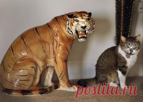 30 фото котов, сделанных в самый подходящий момент