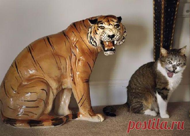 30 фото котов, сделанных в самый подходящий момент