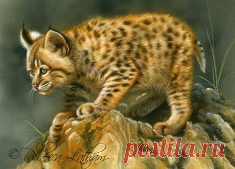 Masters in Miniature открывается в Джексон-Хоул | Картины дикой природы и природы Ребекки Лэтэм