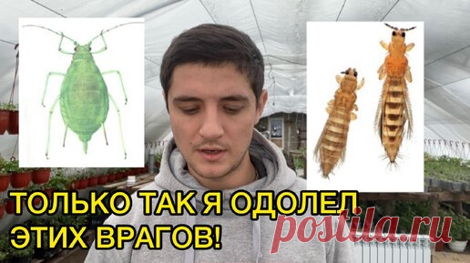 Трипс, тля, белокрылка не устоят от такой схемы борьбы с ними! | Тепличный бизнес в деревне! | Дзен
