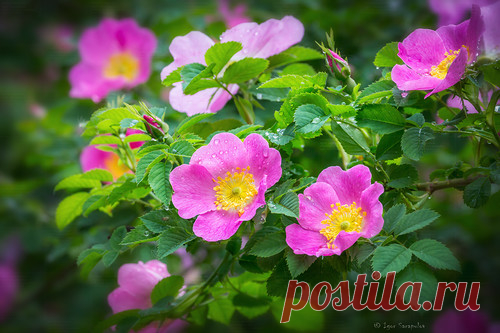 Игорь Сарапулов — альбом «ПОЛНЫЙ РАЗМЕР / Природа» на Яндекс.Фотках