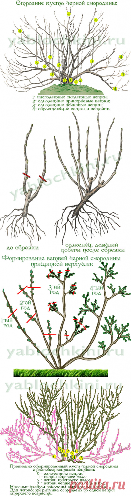 правила обрезки смородины |