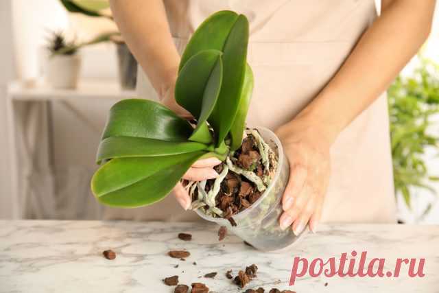 Как вылечить и предотвратить корневую гниль у орхидеи фаленопсис — Ботаничка