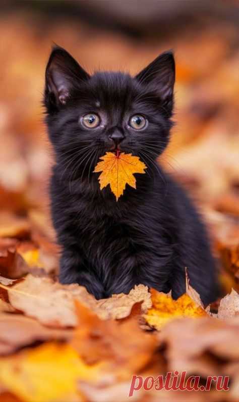 🍁 Осень