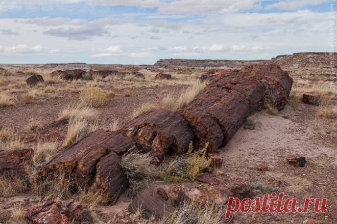 Удивительный парк с окаменевшим лесом / Туристический спутник