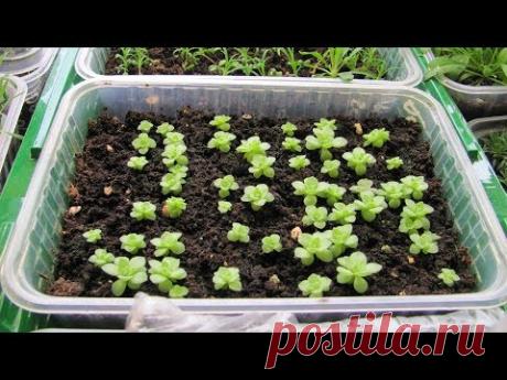 Как сеять цветы со стратификацией  Это очень просто!