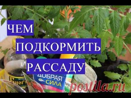 Осторожно! Избегайте Ошибок! Чем Подкормить Рассаду.
