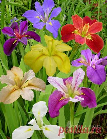 Louisiana Iris Deluxe Mix New! Louisiana Irises are hardy and versatile! They are native to the southeastern United States and do well in difficult and damp planting locations. This mix comes from a well known Iris breeder in Holland who made certain to include unique...