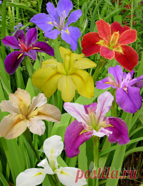 Louisiana Iris Deluxe Mix New! Louisiana Irises are hardy and versatile! They are native to the southeastern United States and do well in difficult and damp planting locations. This mix comes from a well known Iris breeder in Holland who made certain to include unique...