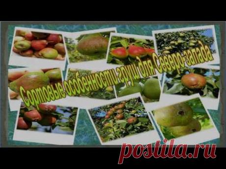 Сортовые особенности груш для Северо-запада