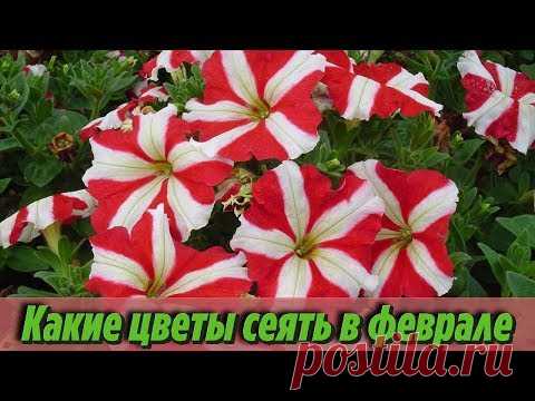 Что посеять в феврале Самые популярные цветочные культуры которые сеют на рассаду в феврале - YouTube