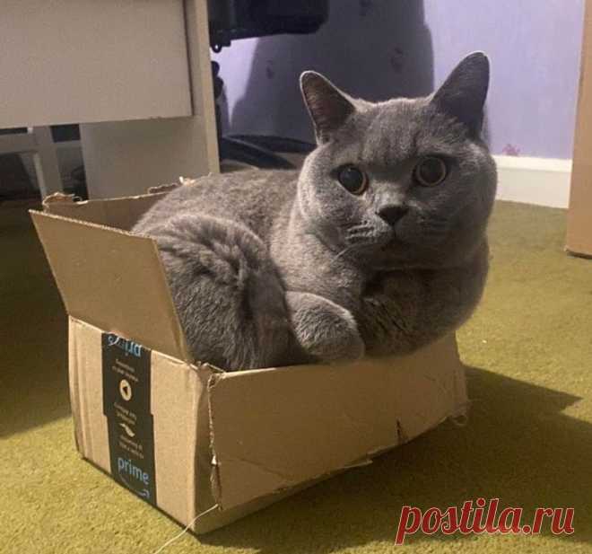 20 кошковладельцев, которые никогда не сталкивались с дефицитом позитива в жизни
