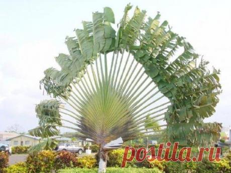 Необычные семена и растения, которые из них вырастают | Это интересно!