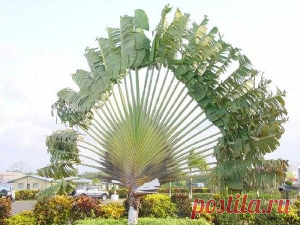 Необычные семена и растения, которые из них вырастают | Это интересно!